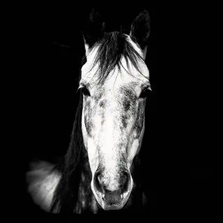 Portrait d'un cheval en noir & blanc