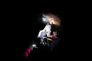 15 Complicite Musher Chien Traineau