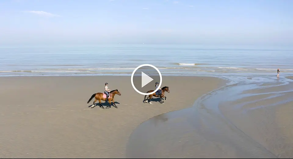 Chevaux au galop sur une plage de baie de Sommme